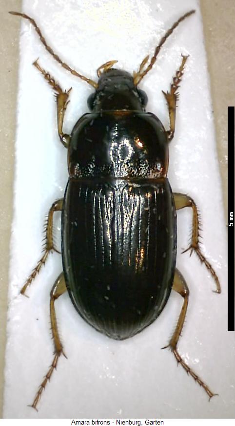 amara_bifrons_hab.jpg
