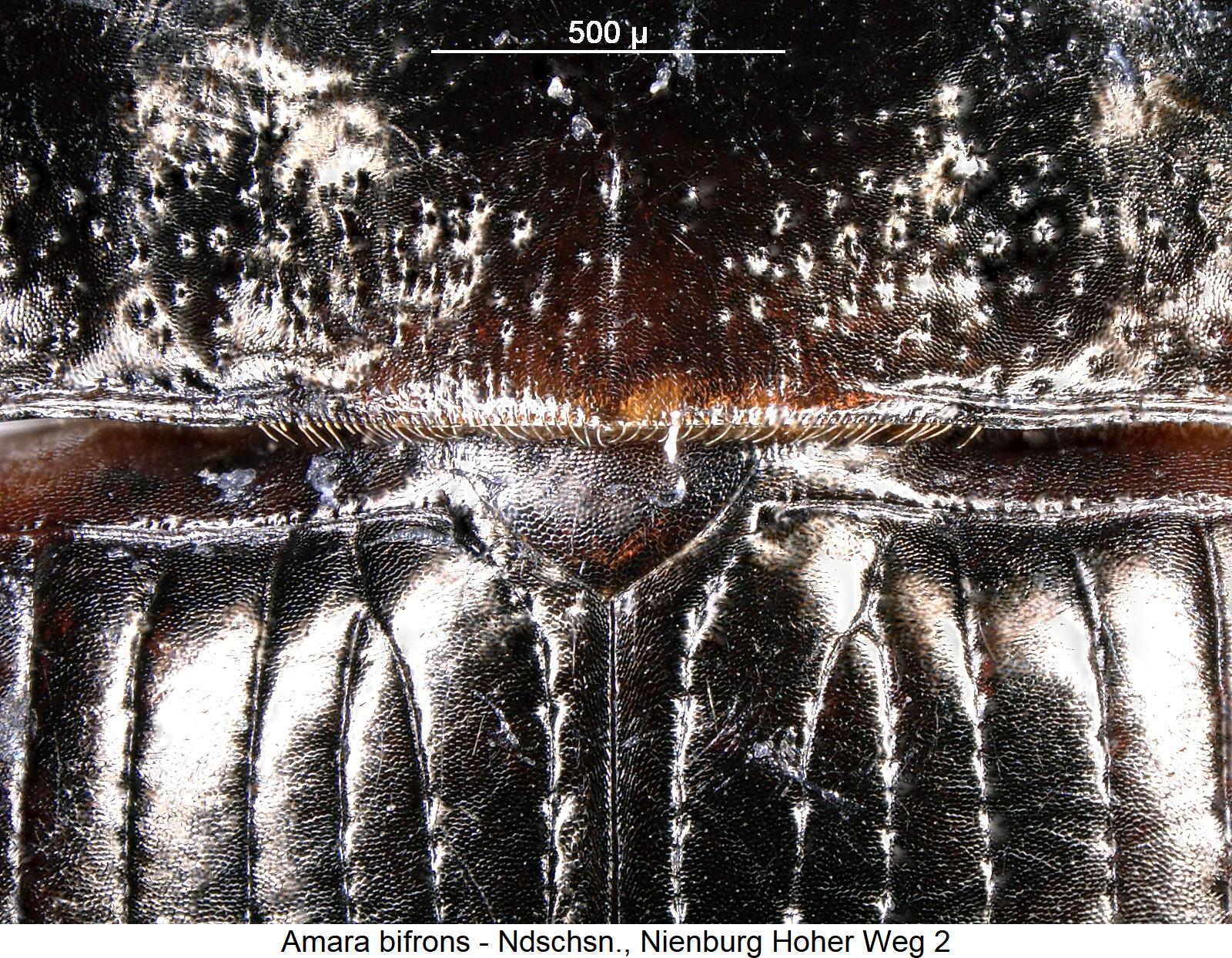 amara_bifrons_scut.jpg