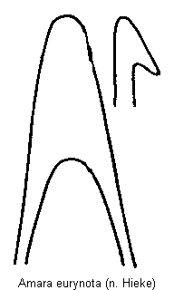 amara_eurynota.gif