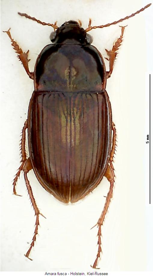 amara_fusca_hab.jpg