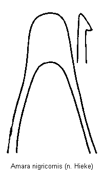 amara_nigricornis.gif