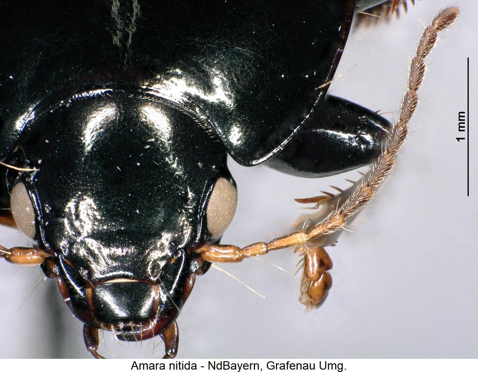 amara_nitida_k.jpg