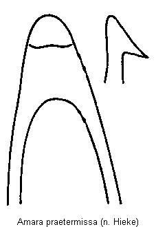 amara_praetermissa.gif