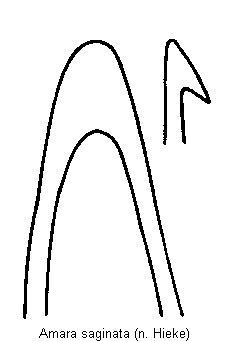 amara_saginata.gif