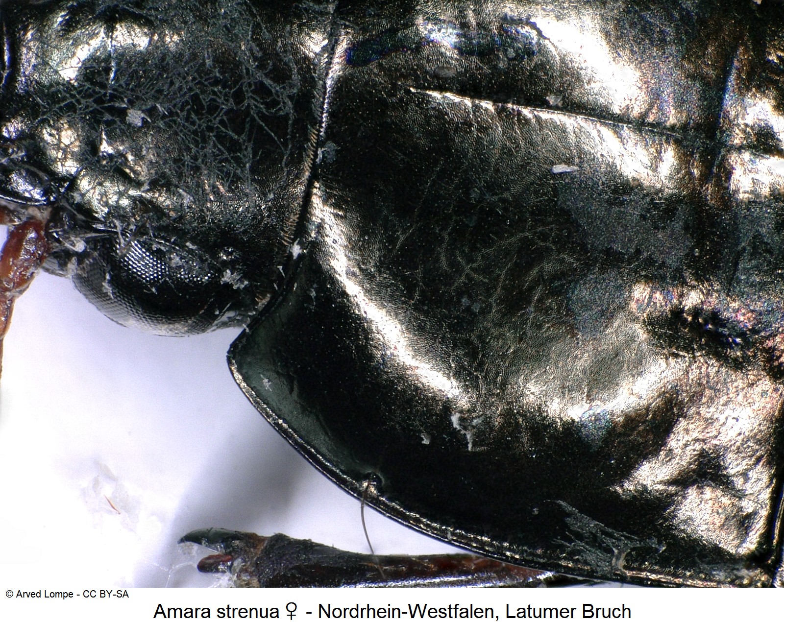 amara_strenua_w_ck36875804_hsch.jpg