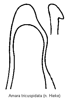 amara_tricuspidata.gif