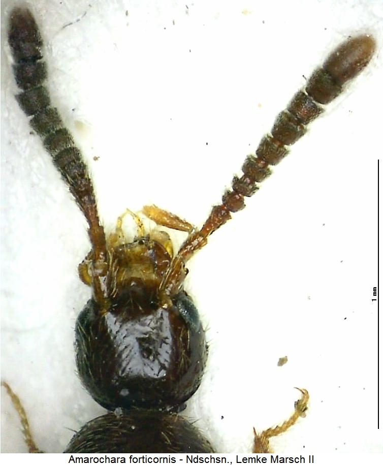 amarochara_forticornis_k.jpg