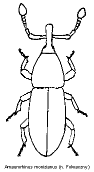amaurorhinus_monizianus_hab.gif