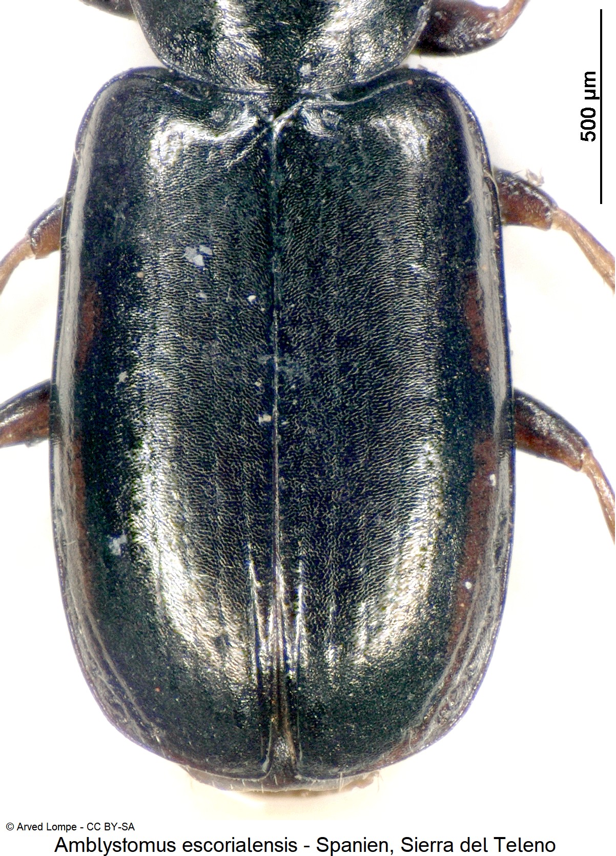 amblystomus_escorialensis_ck18560_fld.jpg