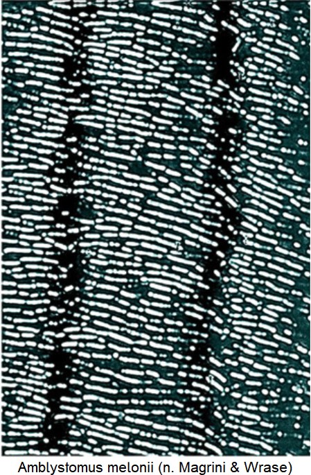 amblystomus_melonii_ms.jpg