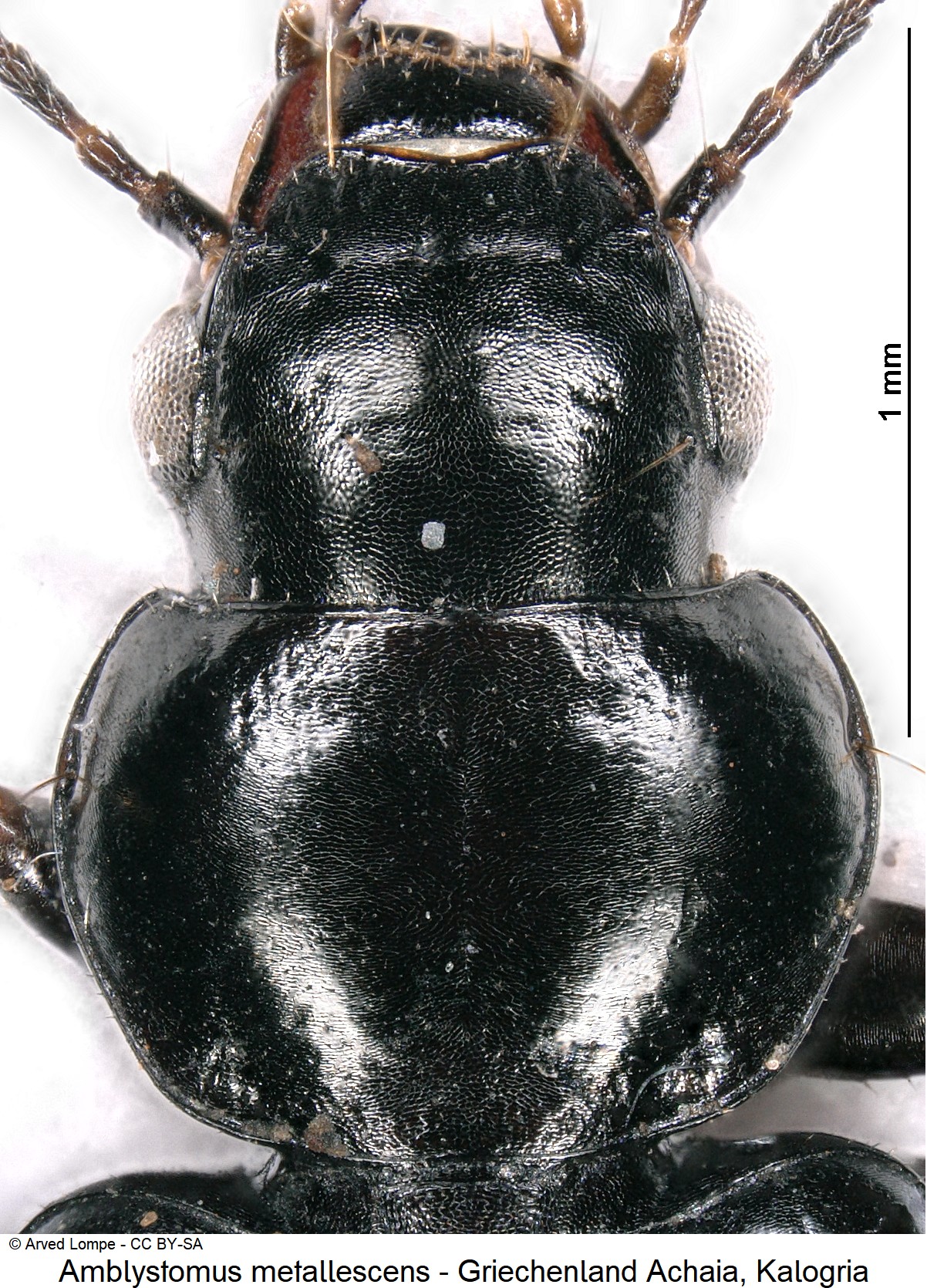 amblystomus_metallescens_ck16997672_vk.jpg