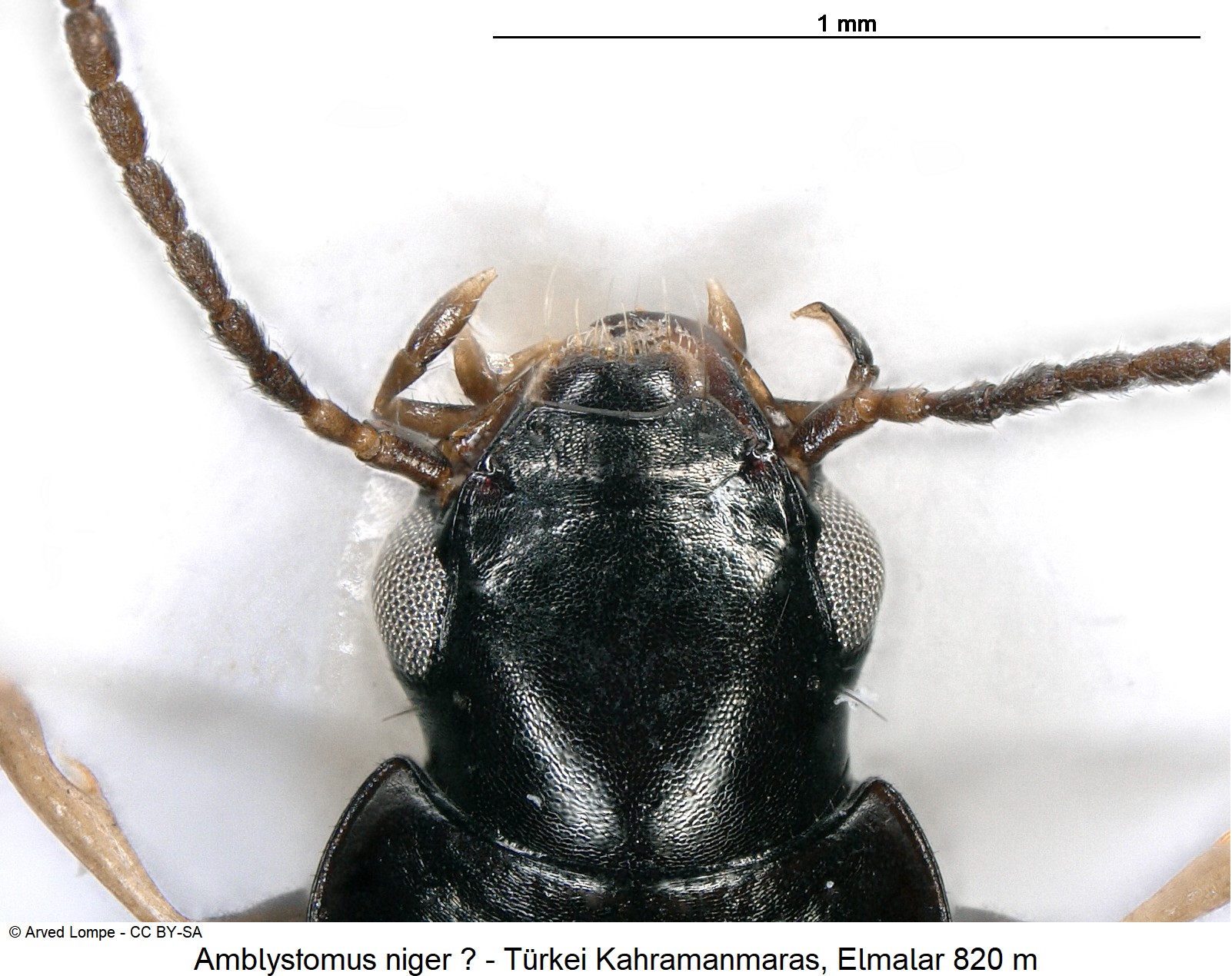 amblystomus_niger_cf_ck38151098_k.jpg