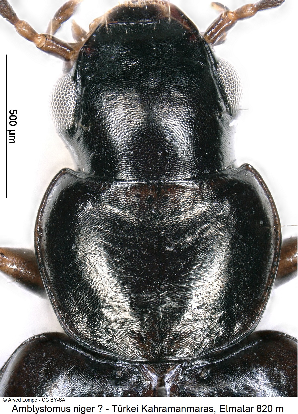 amblystomus_niger_cf_ck38151098_vk.jpg