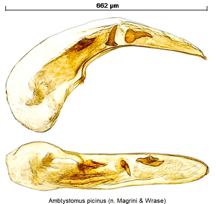 amblystomus_picinus.jpg