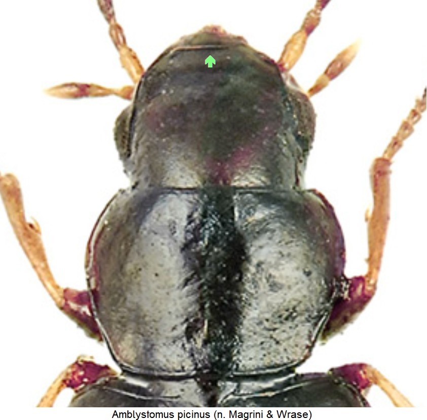 amblystomus_picinus_vk.jpg