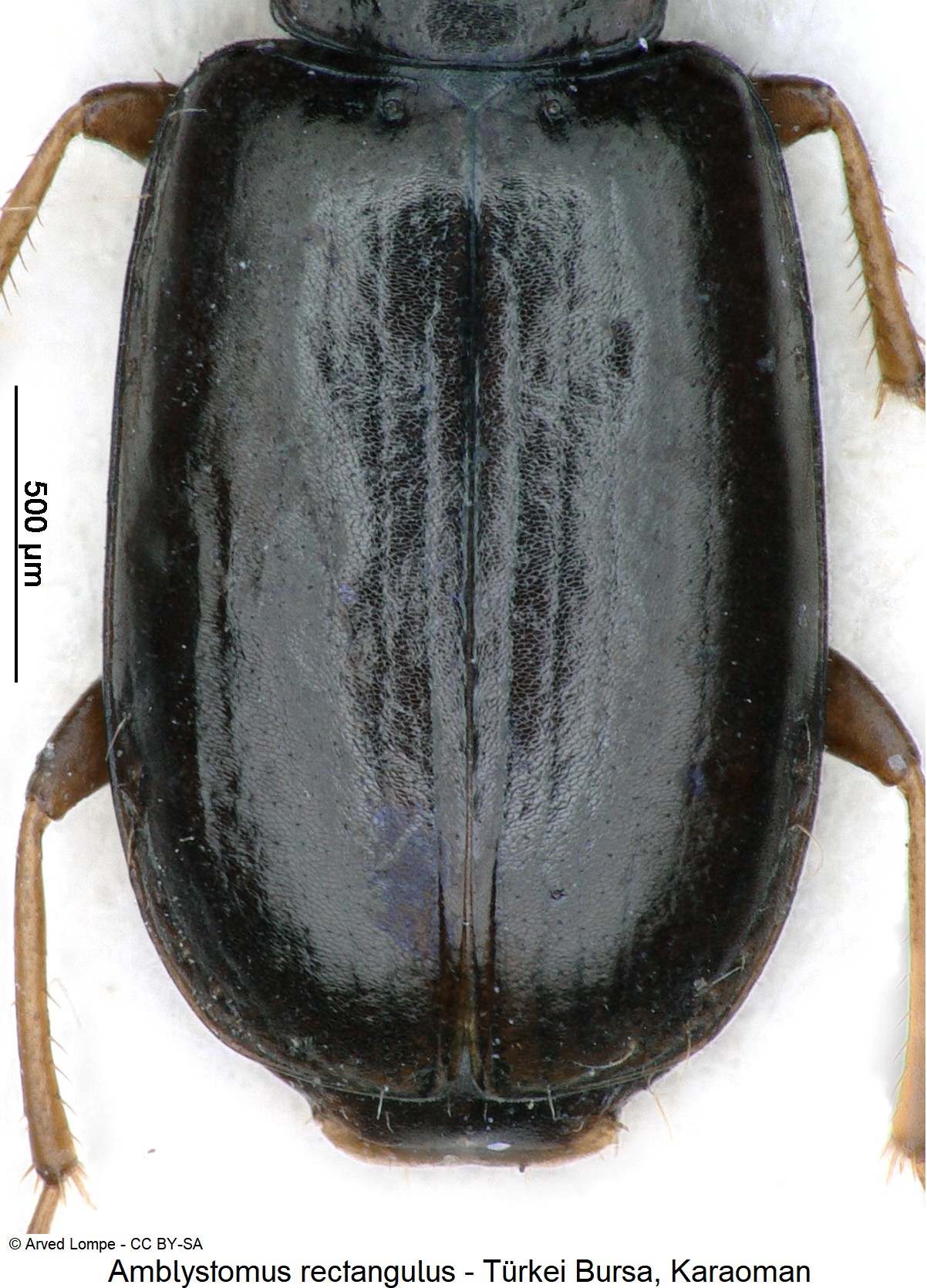amblystomus_rectangulus_ck23223_fld.jpg