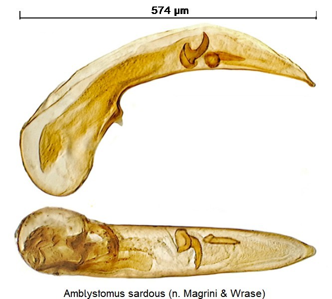 amblystomus_sardous.jpg