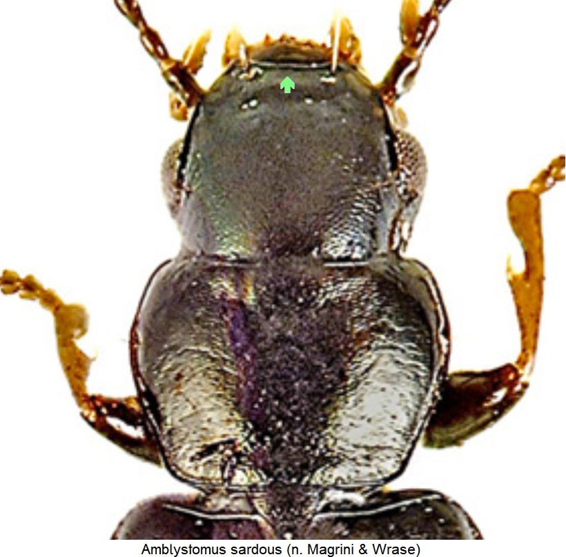amblystomus_sardous_vk.jpg