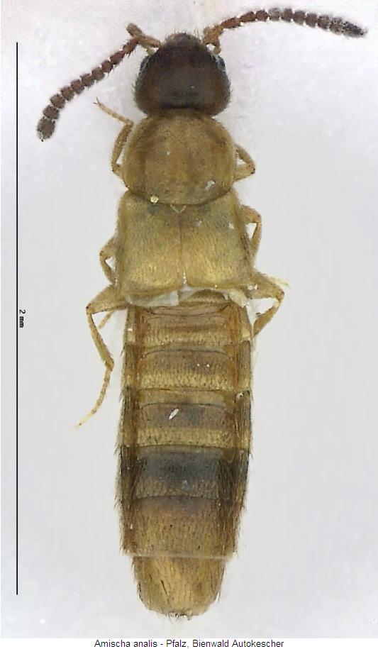 amischa_analis_hab.jpg