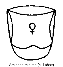 amischa_minima_hlb.gif