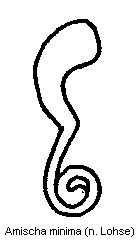 amischa_minima_sperm.gif