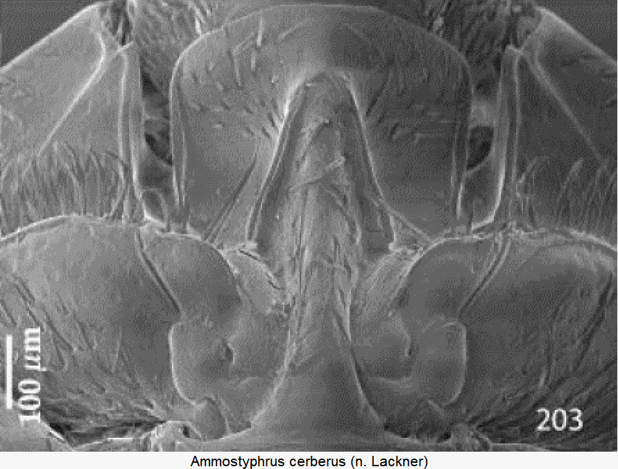 ammostyphrus_cerberus_vbr.gif