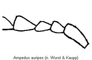 ampedus_auripes_f.gif