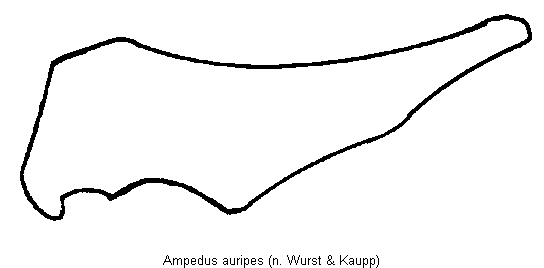ampedus_auripes_us.gif