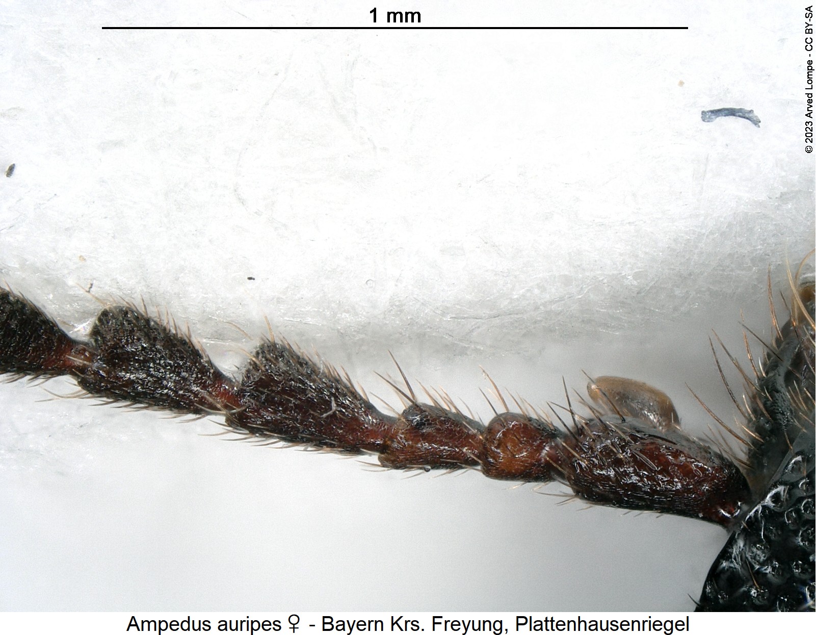 ampedus_auripes_w_f1.jpg