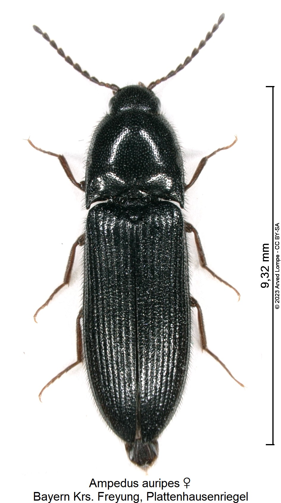 ampedus_auripes_w_hab1.jpg
