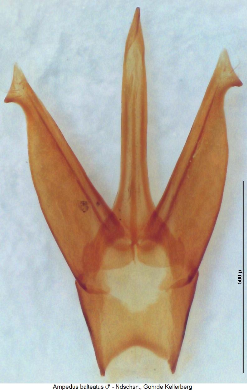 ampedus_balteatus1.jpg
