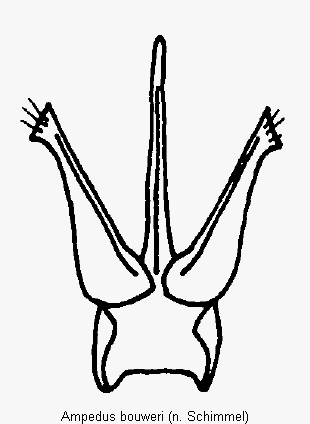 ampedus_bouweri.gif