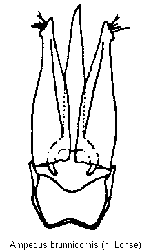 ampedus_brunnicornis.gif