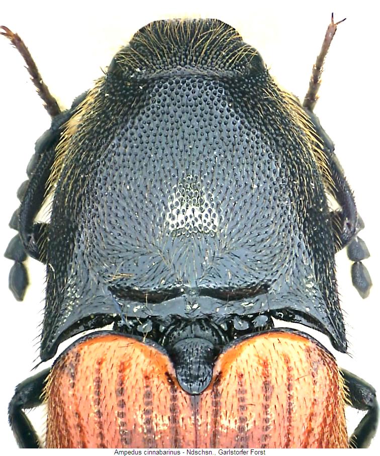 ampedus_cinnabarinus_vk2.jpg