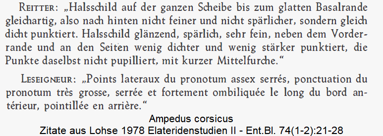 ampedus_corsicus_zitat_lohse.gif