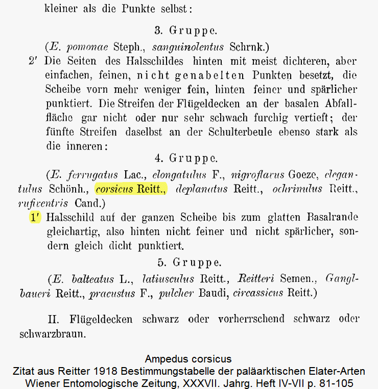 ampedus_corsicus_zitat_reitter2.gif