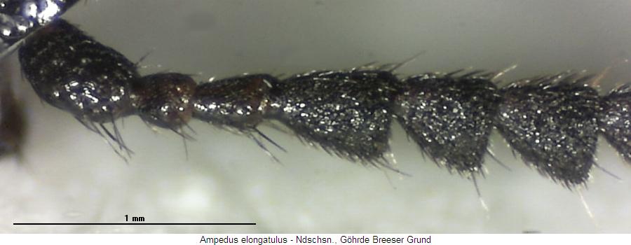 ampedus_elongatulus_f.jpg