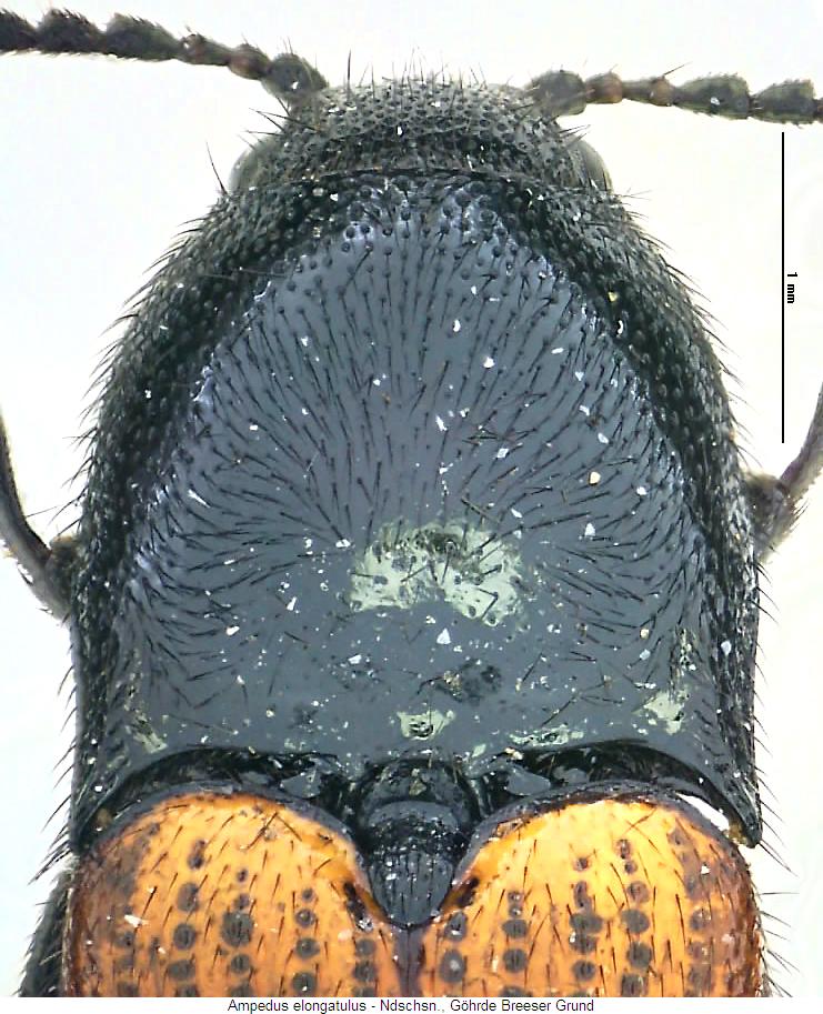 ampedus_elongatulus_vk.jpg