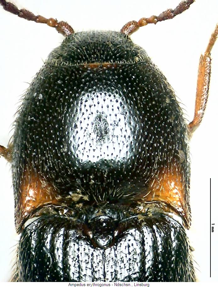ampedus_erythrogonus_vk.jpg