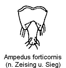 ampedus_forticornis_tergite.gif