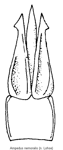 ampedus_nemoralis.gif