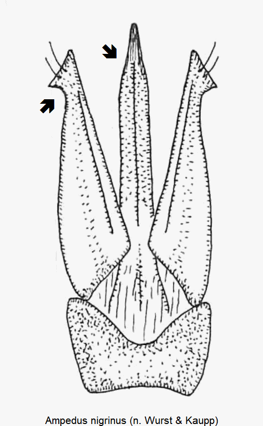 ampedus_nigrinus.gif