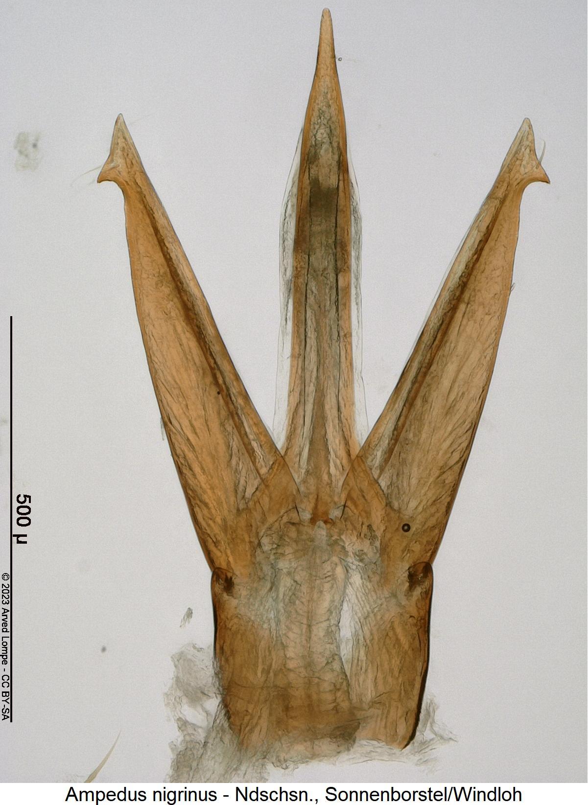 ampedus_nigrinus.jpg