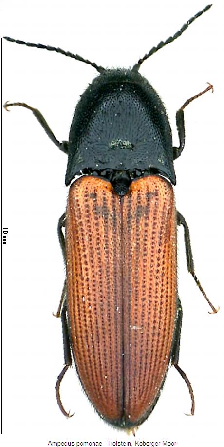 ampedus_pomonae_hab.jpg