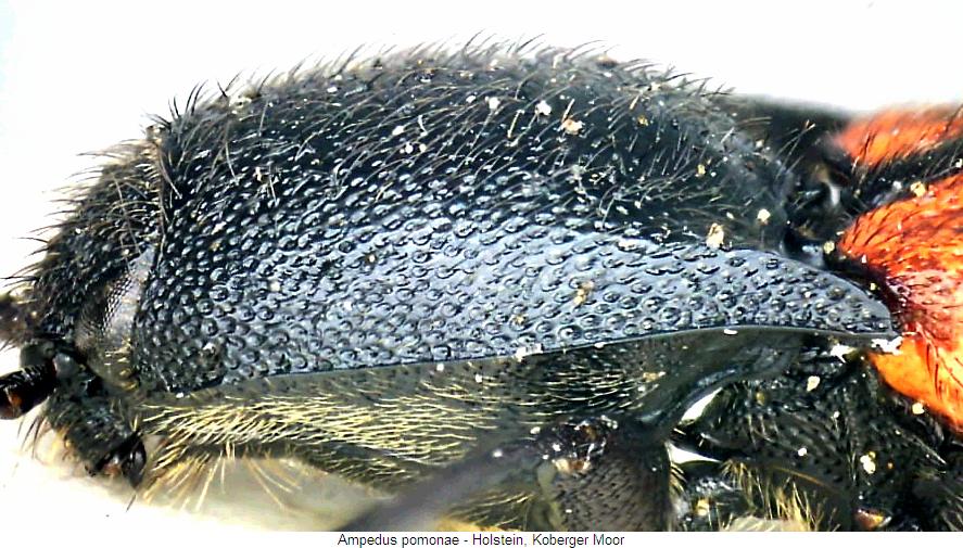 ampedus_pomonae_hsch.jpg