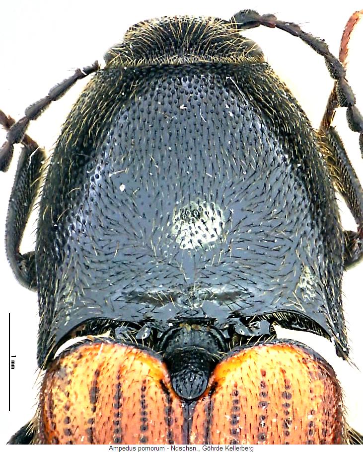 ampedus_pomorum_vk.jpg