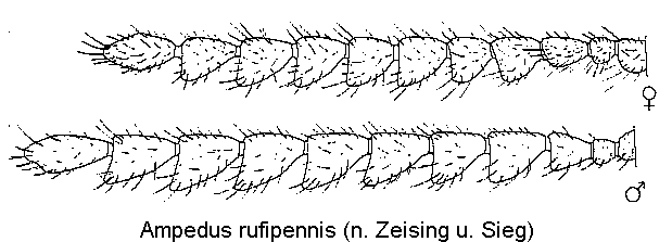 ampedus_rufipennis_f.gif