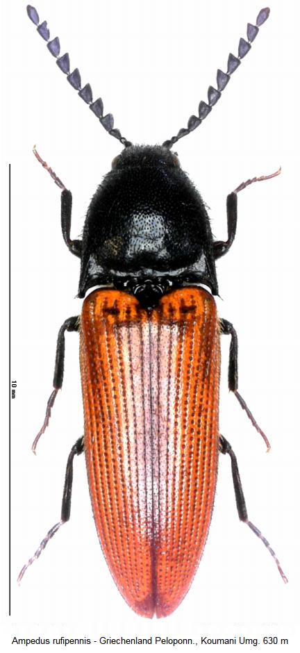 ampedus_rufipennis_hab1.jpg