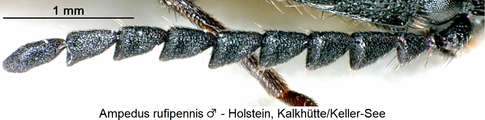 ampedus_rufipennis_m_f1.jpg