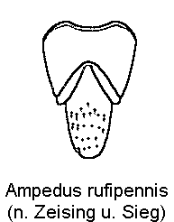ampedus_rufipennis_tergite.gif